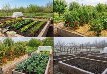 Complete Growing Guides: How to Cultivate a Thriving Garden Year-Round
